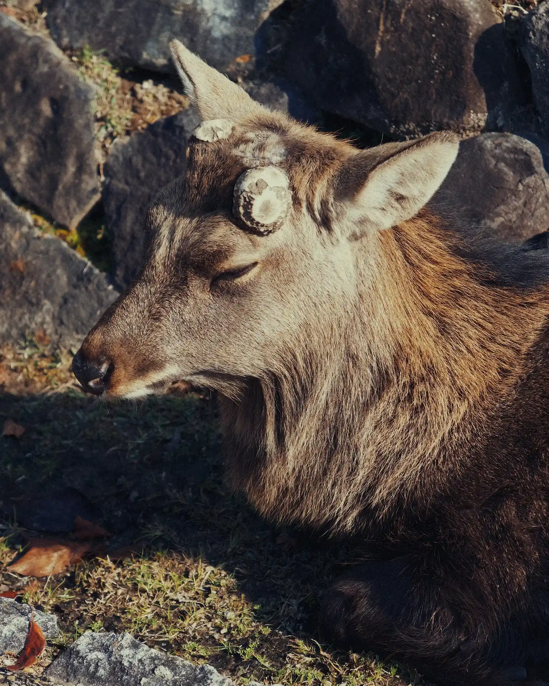 Un cervo riposa a Nara, con gli occhi chiusi, tra rocce e ciuffi d’erba.