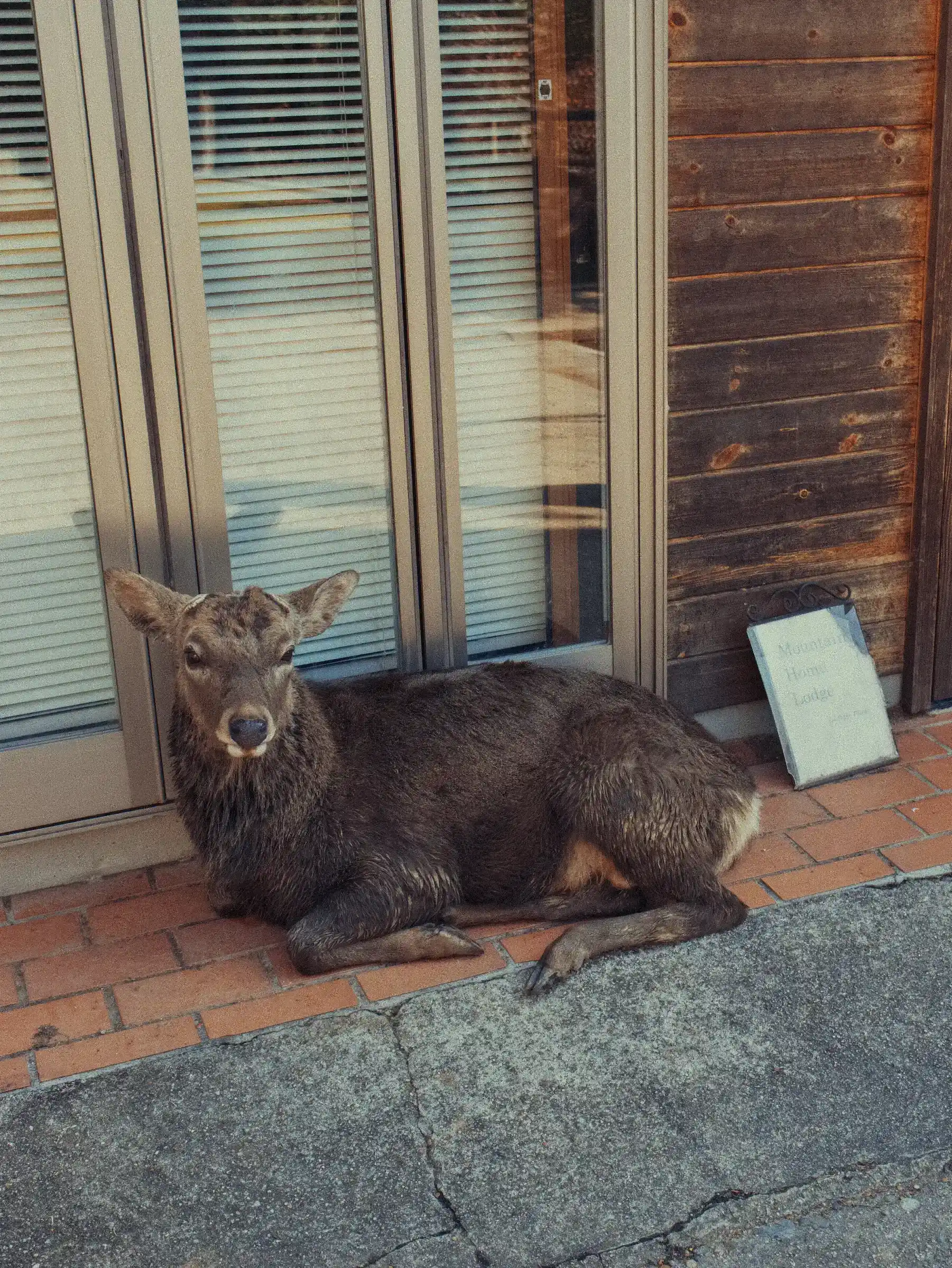 Un cervo è sdraiato sul pavimento di mattoni davanti alla vetrina di un’attività a Nara, in Giappone.